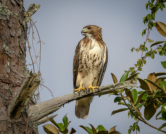 Red-tailed Hawk