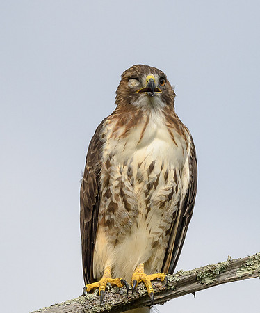 Red-tail showing his missing eye!