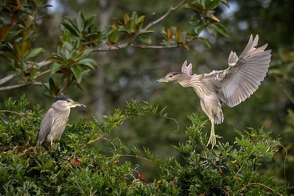 Black-crowned Night-heron