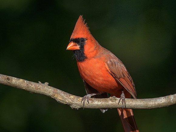 Northern Cardinal