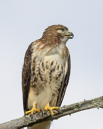 Red-tail showing his missing eye!