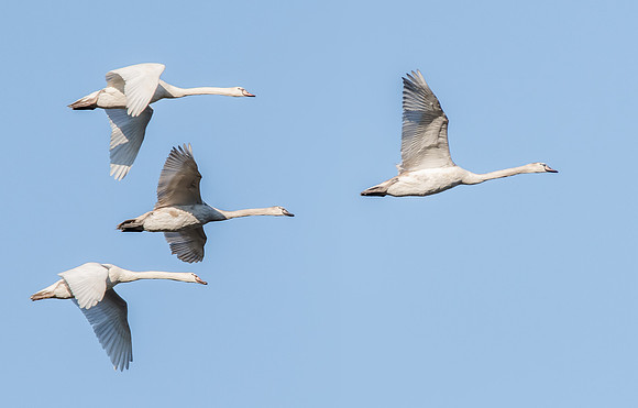 Mute Swans in flight