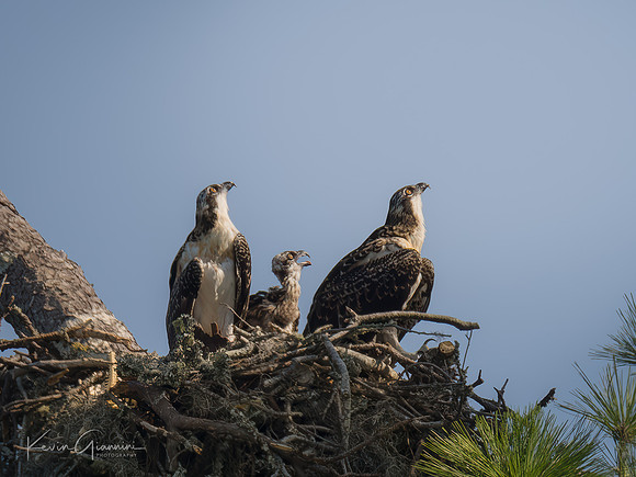 Osprey family