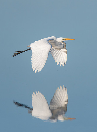 Great Egret in flight