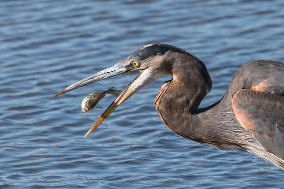 Breakfast for the Great Blue Heron