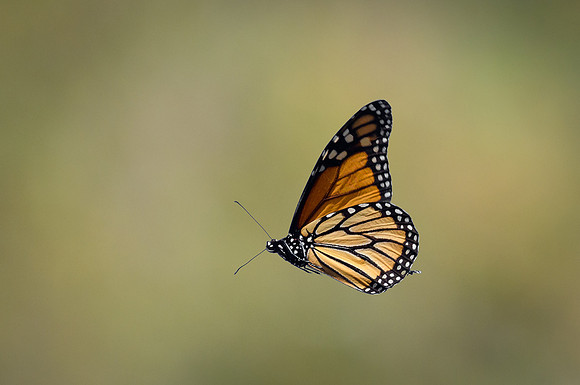 Monarch in flight