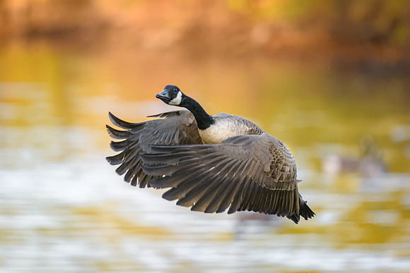 Canada Goose