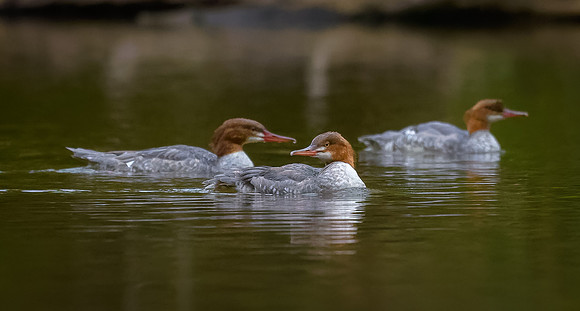 Mergansers