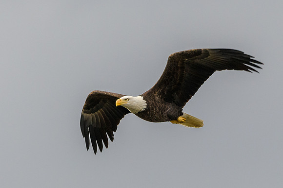Bald Eagle