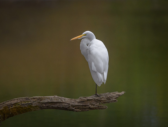 Great Egret
