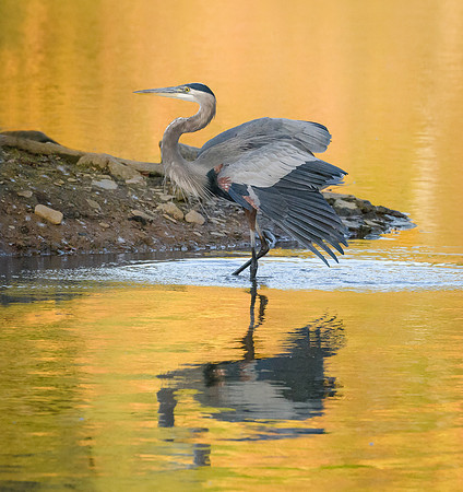 Great Blue Heron