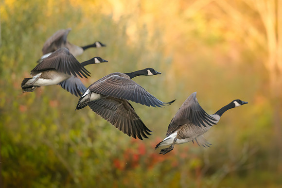 Canada Geese
