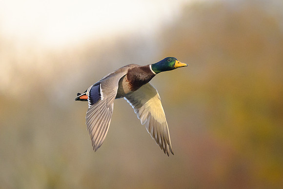 Mallard