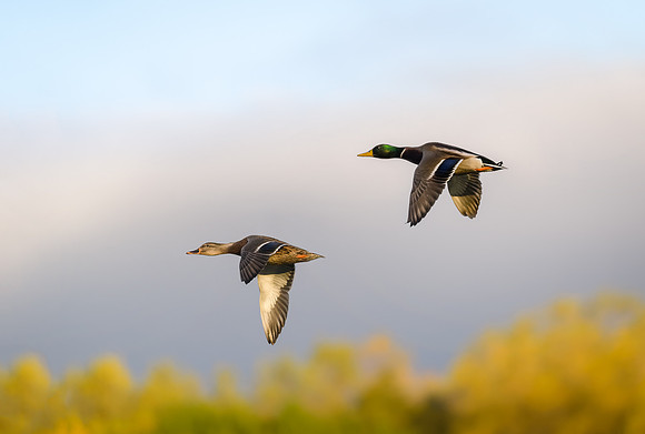 Mallards