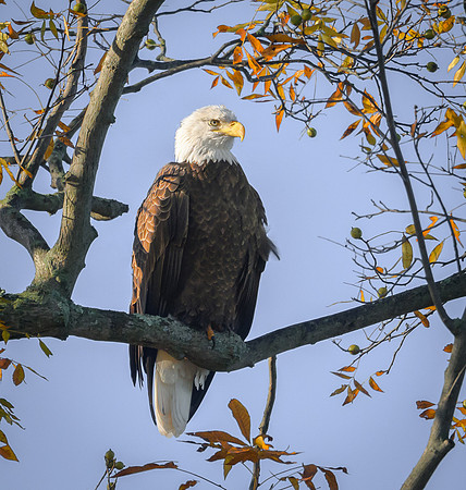 Bald Eagle