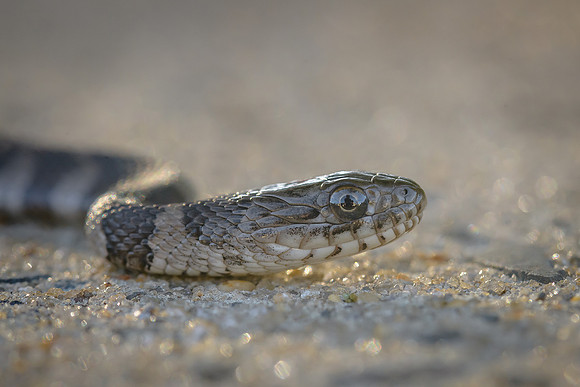 Northern Water Snake
