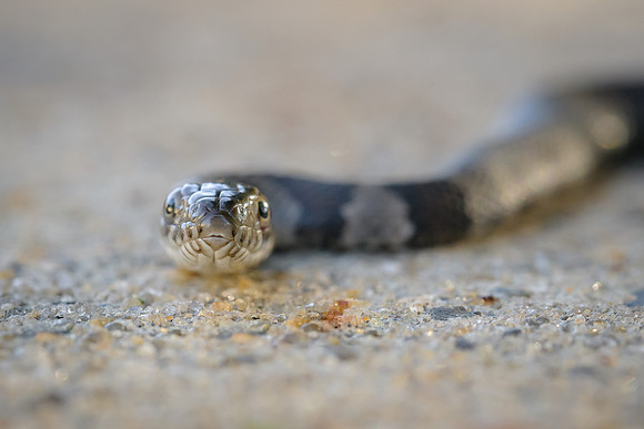 Northern Water Snake