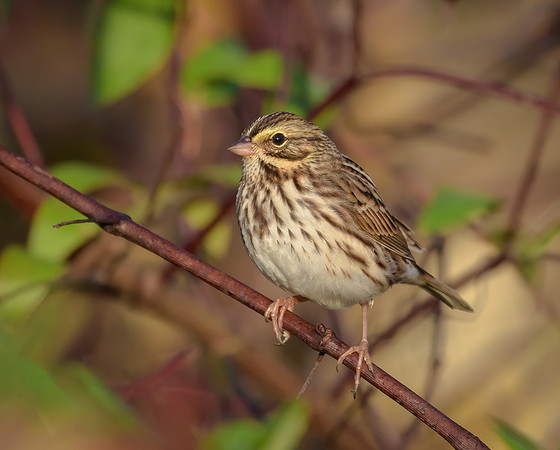 Savannah Sparrow