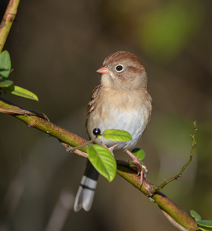 Field Sparrow