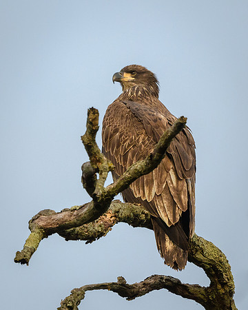 Juvenile Bald Eagle