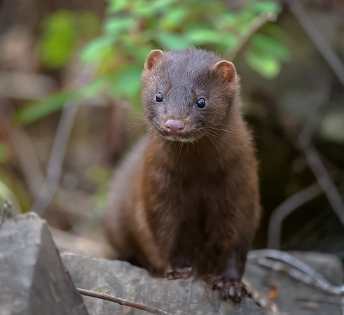 Mink