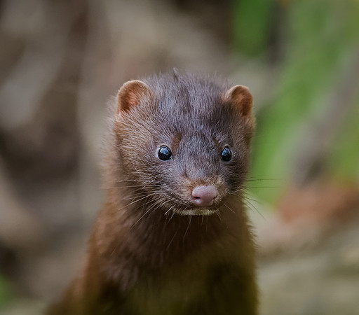 Mink