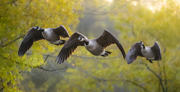 Canada Geese