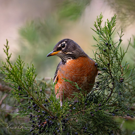 Robin
