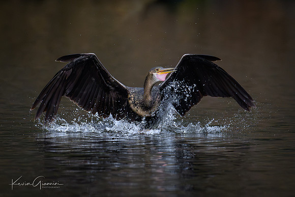 Anhinga