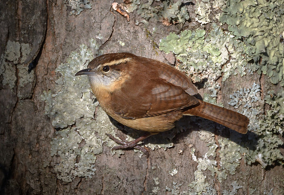 Carolina Wren