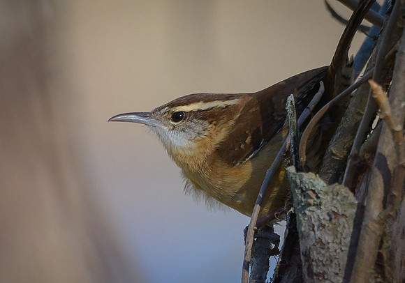 Carolina Wren