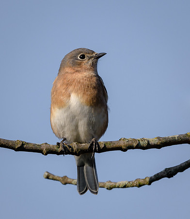 Eastern Bluebird