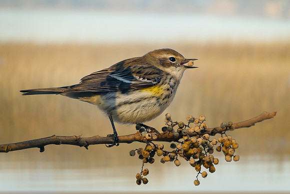 Yellow-rumped Warbler
