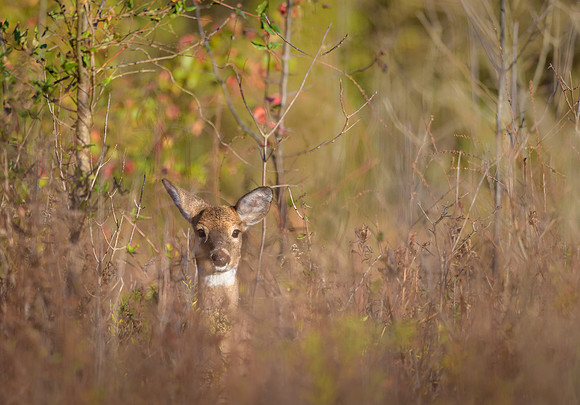 White-tailed Deer