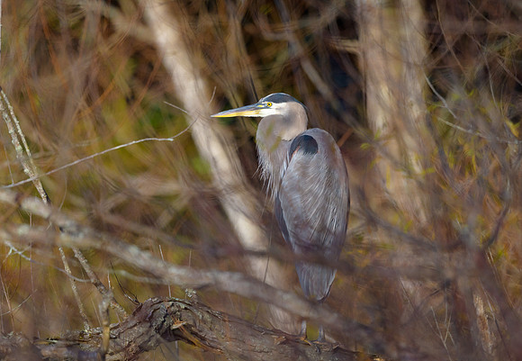 Great Blue Heron