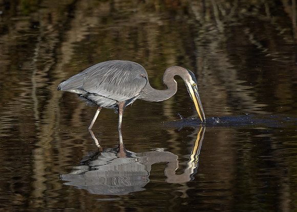 Great Blue Heron