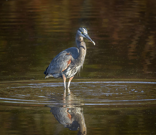 Great Blue Heron