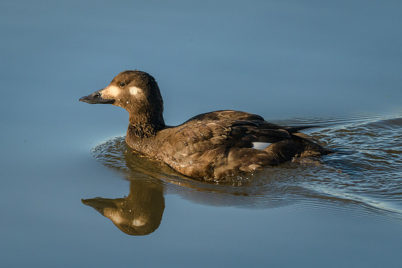White-winged Scoter