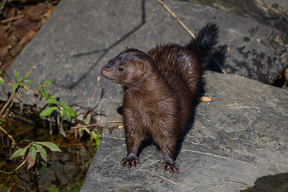 American Mink