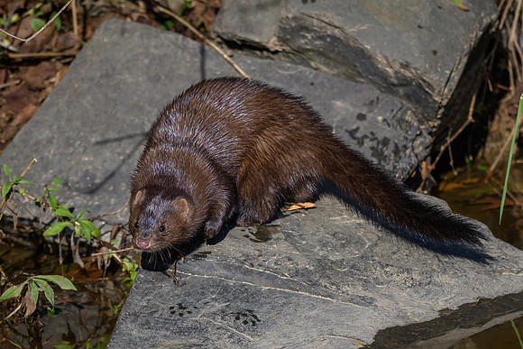 American Mink