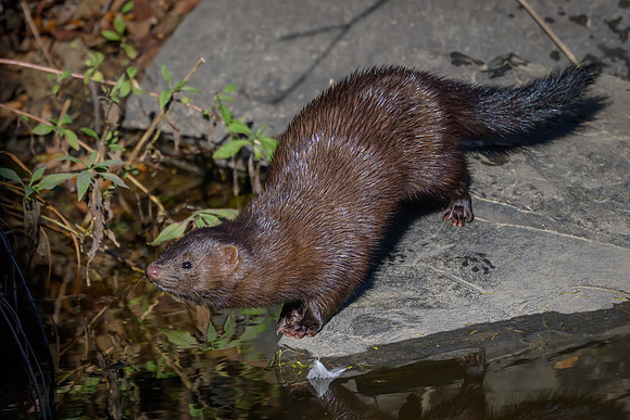 American Mink