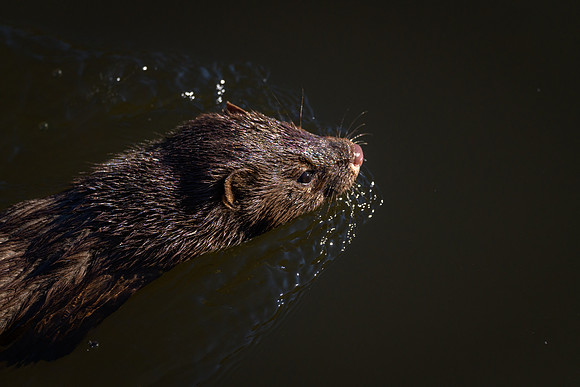 American Mink