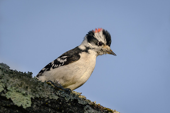 Downy Woodpecker