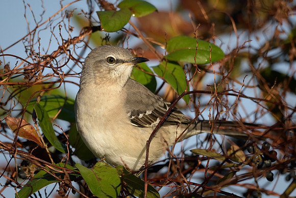 Northern Mockingbird