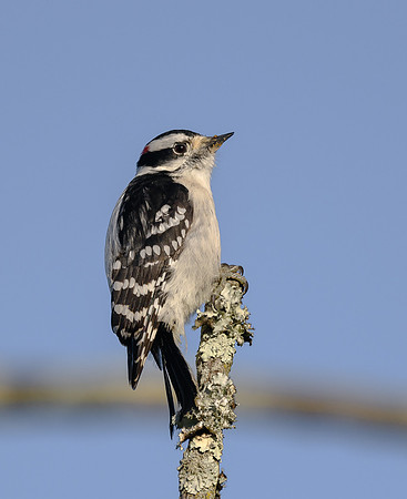 Downy Woodpecker