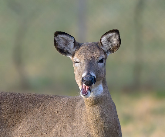 White-tailed Deer