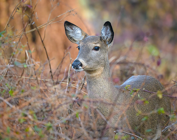 White-tailed Deer
