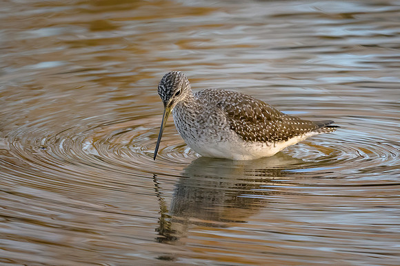 Greater Yellowlegs