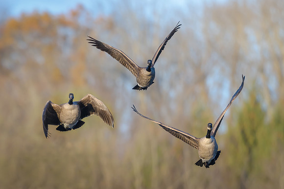 Canada Geese