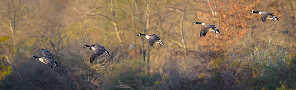 Canada Geese